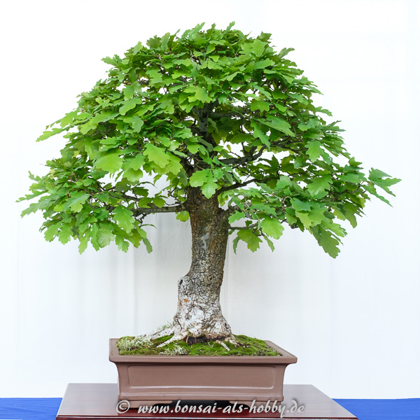 Stiel-Eiche - Quercus robur als Bonsai