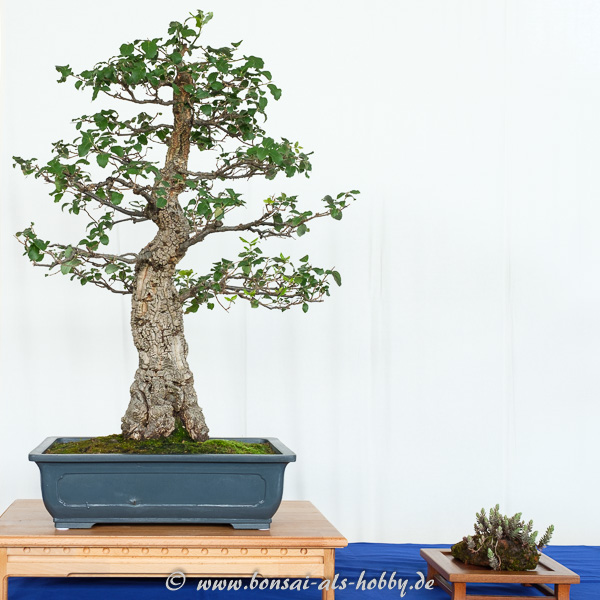 Kork-Eiche - Quercus suber als Bonsai
