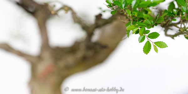 Laub an einer Ulmus parvifolia