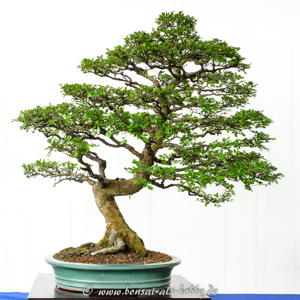Sehr alte Chinesische Ulme - Ulmus parvifolia als Bonsai