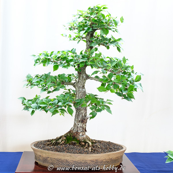 Ulme - Ulmus spec. als Bonsai