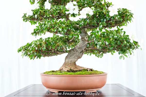 Rhododendron indicum Kaho mit weißen Blüten