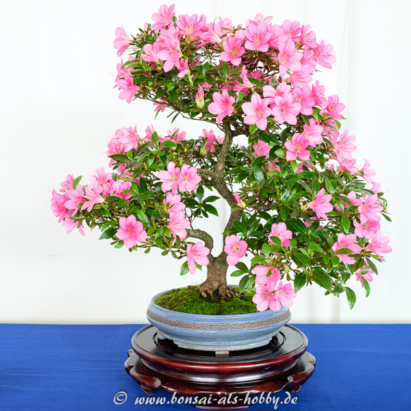 Rhododendron indicum mit rosa Blüten