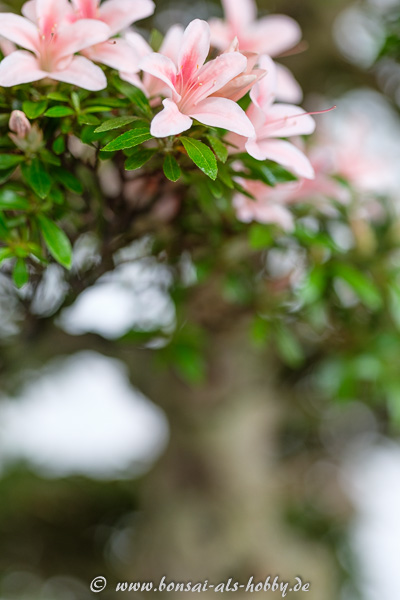 Blüten an einem Rhododendron indicum Bonsai