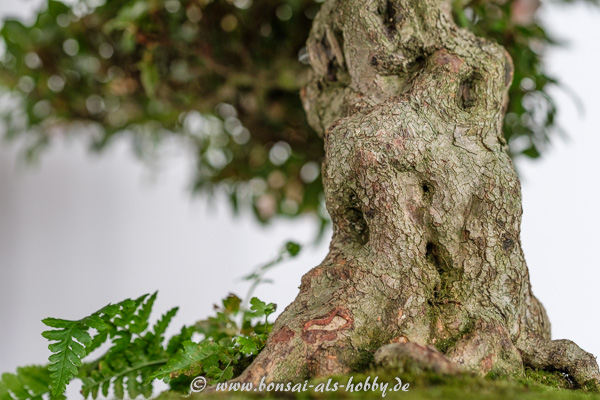 Alter Stamm an einem Rhododendron indicum Bonsai