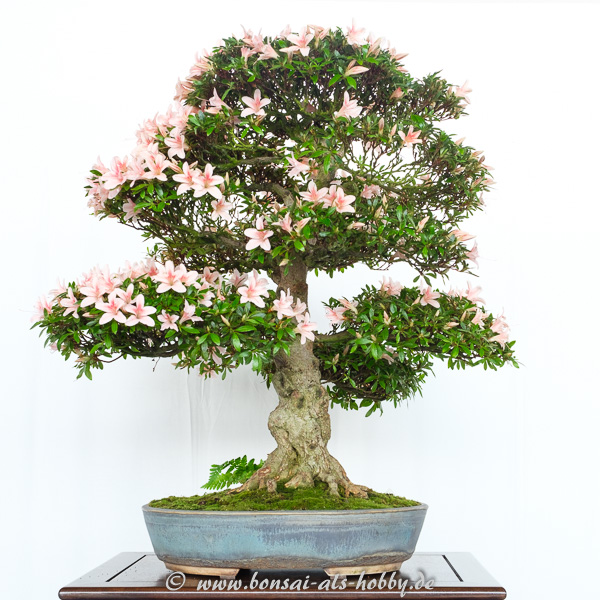 Rhododendron indicum mit lachsfarbenen Blüten