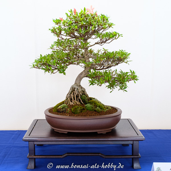 Rhododendrom indicum mit urigen Wurzeln