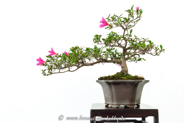 Rhododendron indicum mit lila Blüten