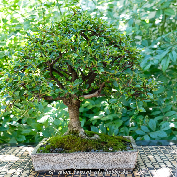 Zergmispel - Cotoneaster als Bonsai