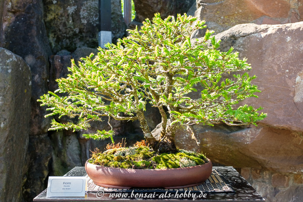 Fichte - Picea als Bonsai