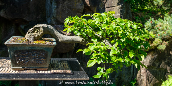 Rot-Buche - Fagus sylvatica als Halbkaskade