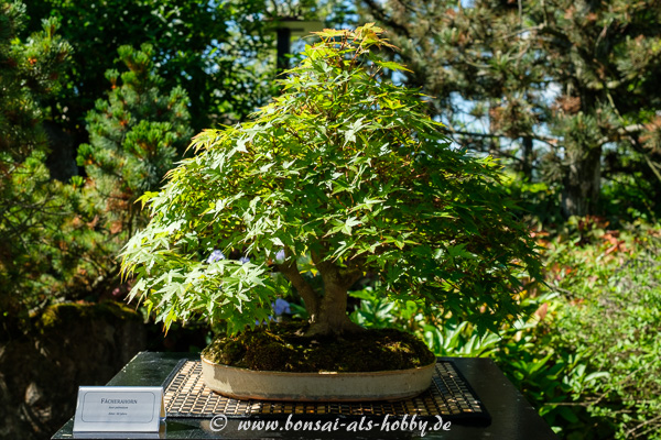 Fächerahorn - Acer palmatum