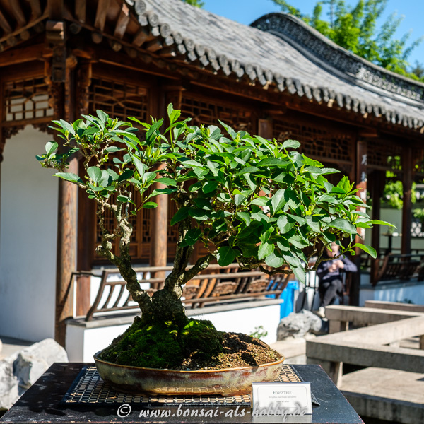 Forsythie als Bonsai