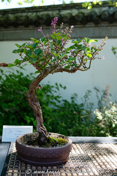 Japanischer Flieder als Shohin-Bonsai