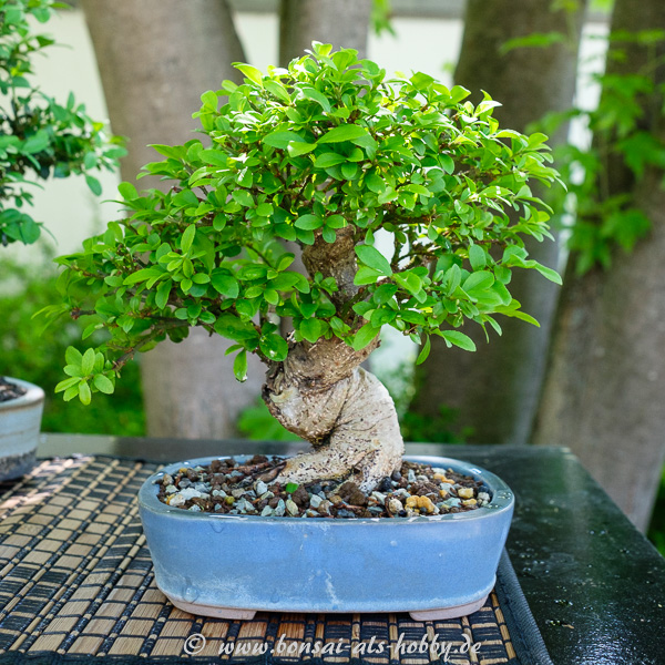 Shohin-Bonsai