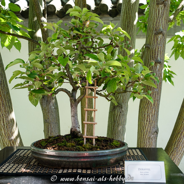 Bonsai Apfelbaum mit Leiter