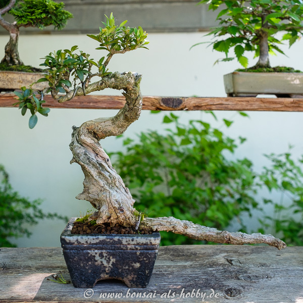 Lonicera Shohin-Bonsai?