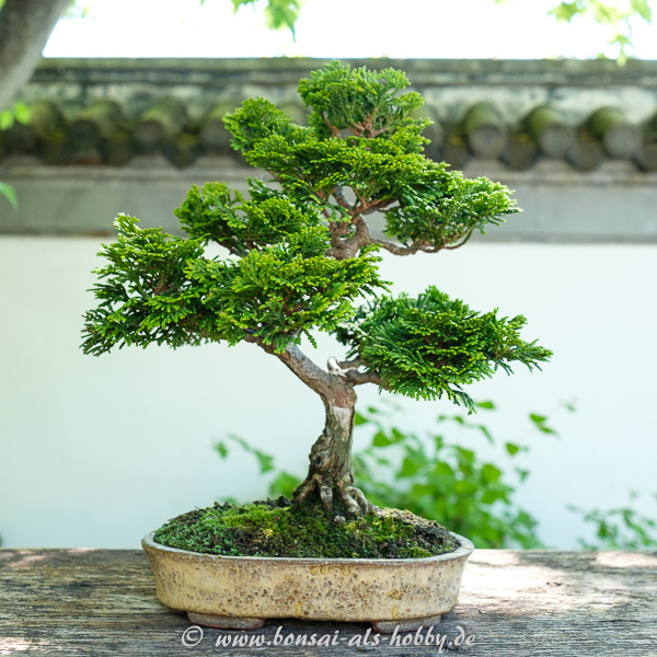 Wacholder als Shohin Bonsai