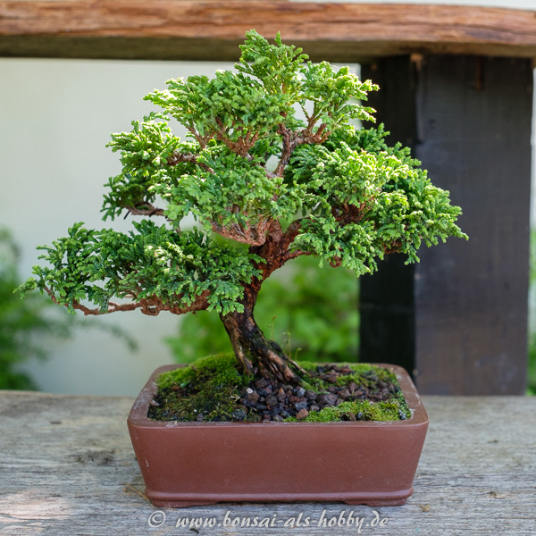 Scheinzypresse als Shohin-Bonsai