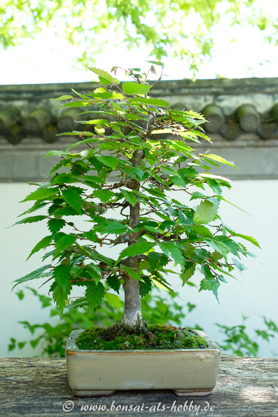 Zelkove als Shohin-Bonsai