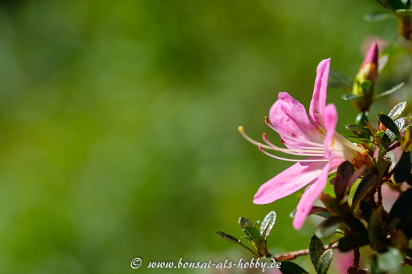 Rhododendron-Blüte