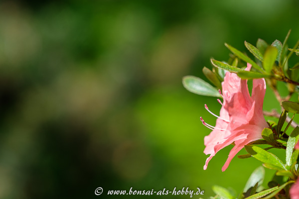 Rododendron indicum Blüte