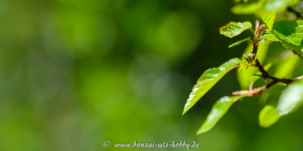 Nahaufnahme Laub an einem Bonsai