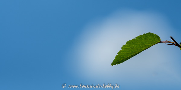 Blatt im Gegenlicht vor blauen Himmel