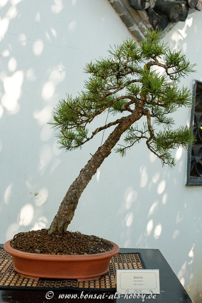 Wald-Kiefer - Pinus sylvestris als Bonsai