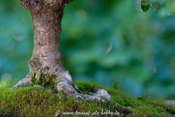 Baumstamm an einem Bonsai
