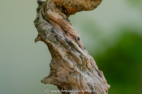 Baumstamm mit Altholz an einem Bonsai