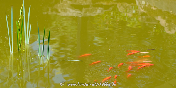Goldfische im Teich