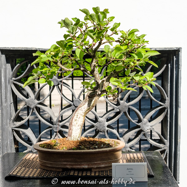 Malus - Apfel als Bonsai