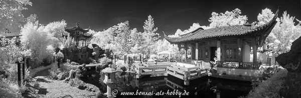 Bonsaiausstellung Im Chinesischen Garten Stuttgart 2017 Bonsai