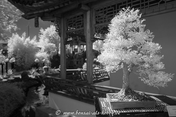 Bonsai in Schwarzweiß Infrarot