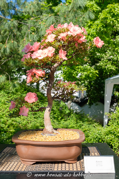 Blühende Azalee als Bonsai