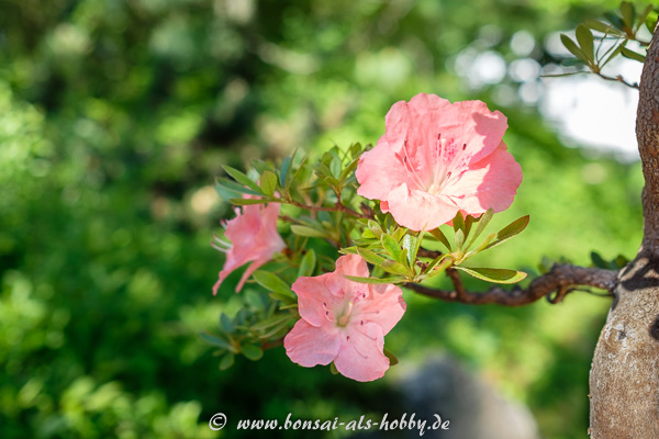 Azaleenblüten