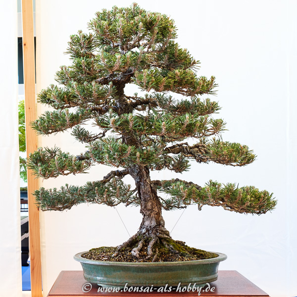 Japanische Schwarzkiefer - Pinus thunbergii "Kotobiki"