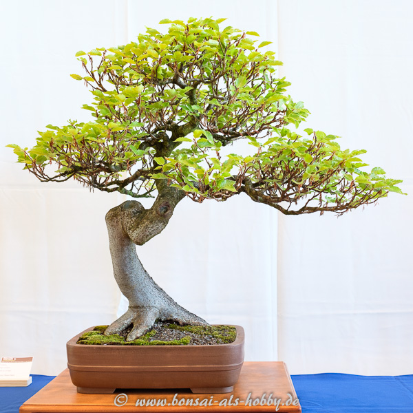 Rot-Buche - Fagus sylvestris