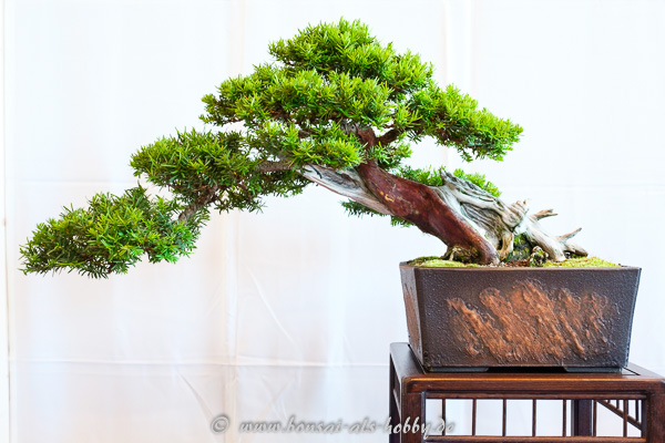 Gemeine Eibe - Taxus baccata