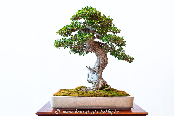 Olivenbaum - Olea europaea