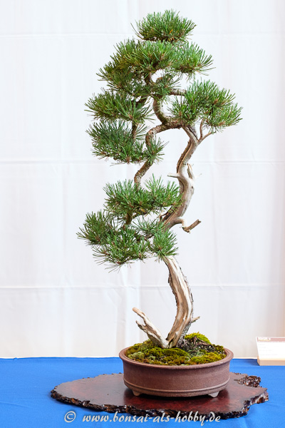 Berg-Kiefer - Pinus mugo