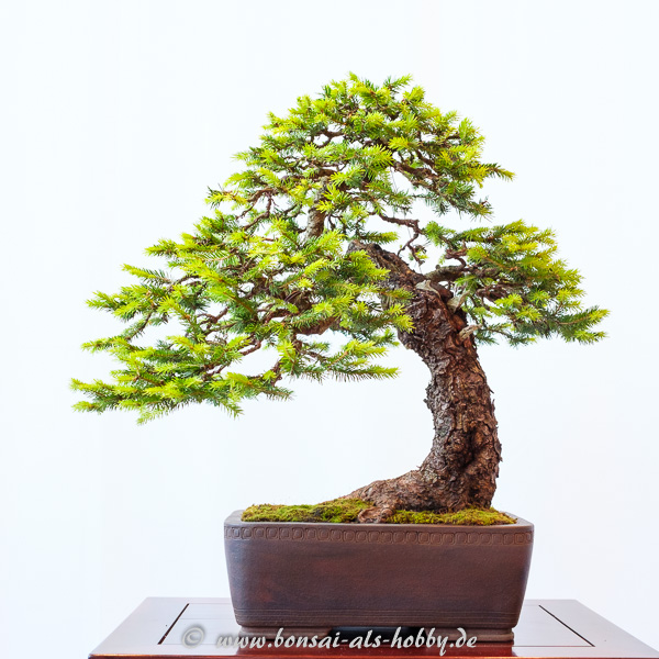 Fichte - Picea abies