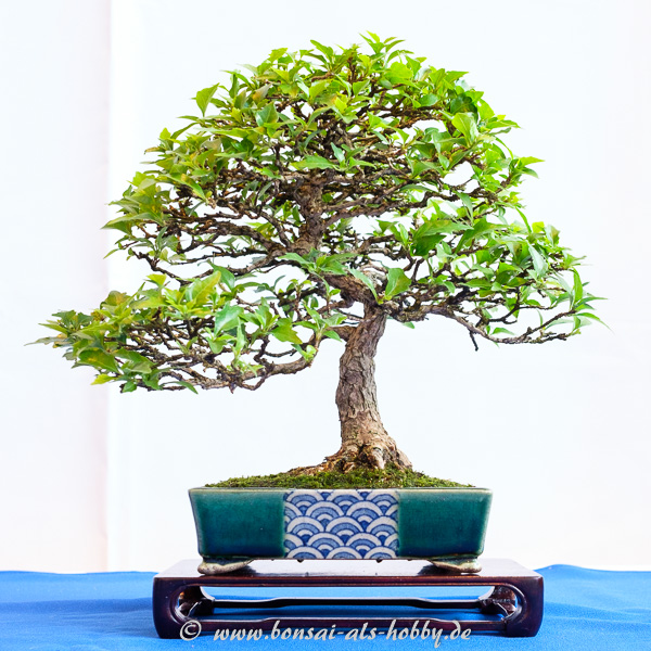 Duftahorn - Premna japonica