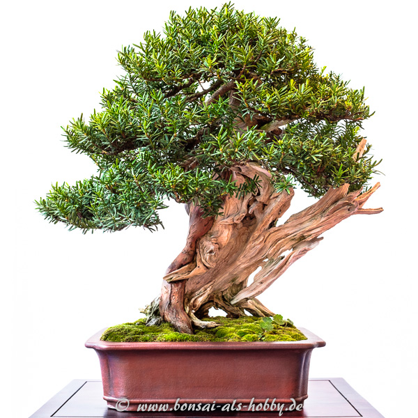 Japanische Eibe - Taxus cuspidata