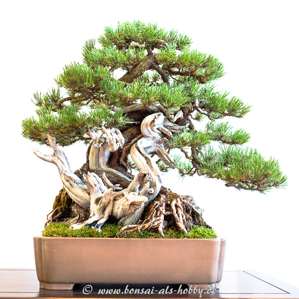 Berg-Kiefer - Pinus mugo