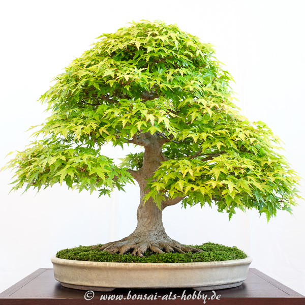 Fächerahorn - Acer palmatum