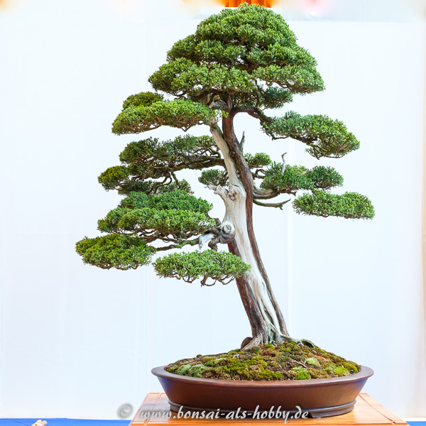 Großer Chinesischer Wacholder - Juniperus chinensis