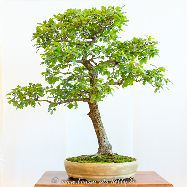 Stiel-Eiche - Quercus robur