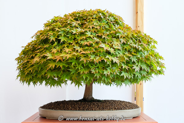 Fächerahorn - Acer palmatum "Kashima"